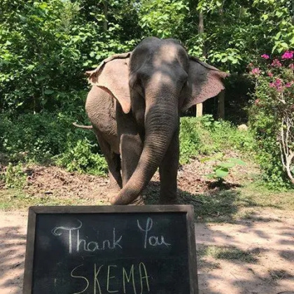 SKEMA湄公河亚洲象保护项目