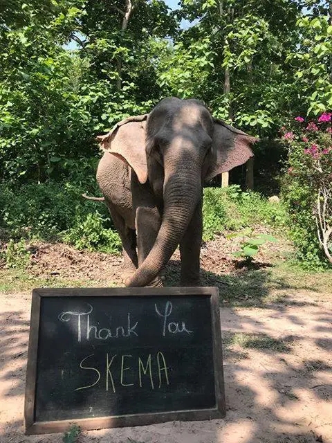 SKEMA湄公河亚洲象保护项目 SKEMA湄公河亚洲象保护项目